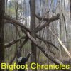 Bigfoot-Chronicles-0