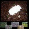 Bigfoot-Tracking-A-Legend-0